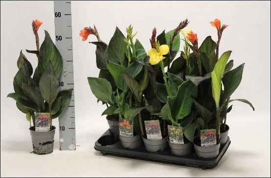 <h4>CANNA CANNOVA GEM</h4>