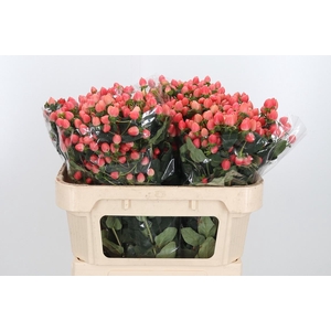 Hyp Mag Roy Princess