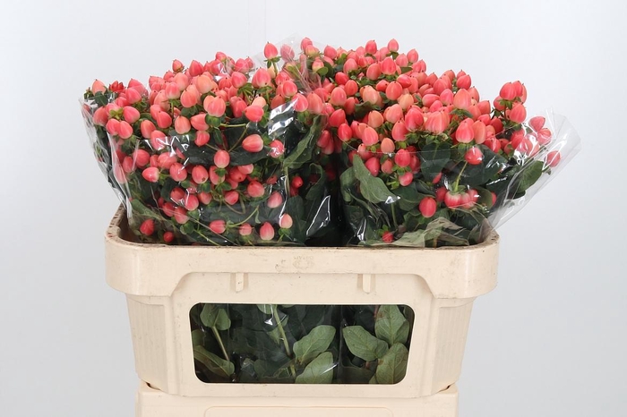 <h4>Hyp Mag Roy Princess</h4>