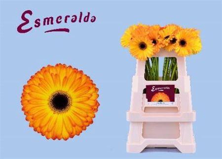 <h4>Ge Gr Catwalk</h4>