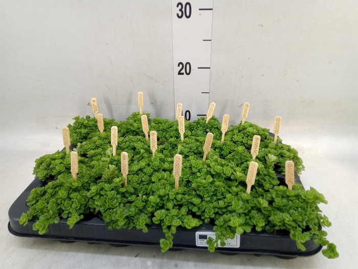 <h4>Pilea depressa</h4>