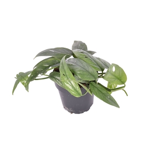Epipremnum pinnatum pinnatum Cebu B