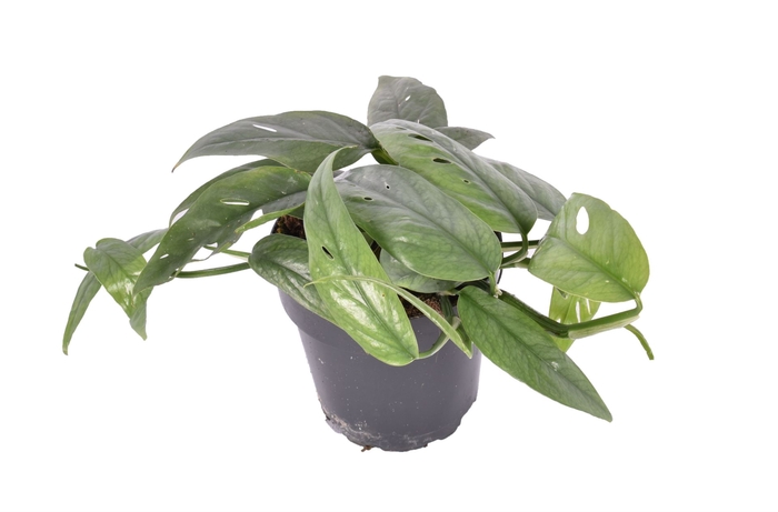 <h4>Epipremnum pinnatum pinnatum Cebu B</h4>