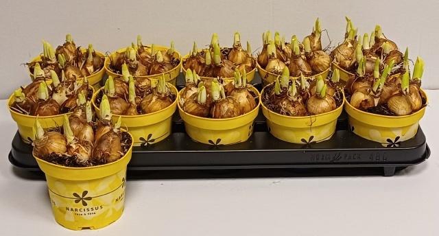 <h4>NARC O TETE A TETE</h4>