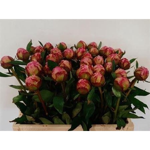 Paeonia L Kansas 60 Cm