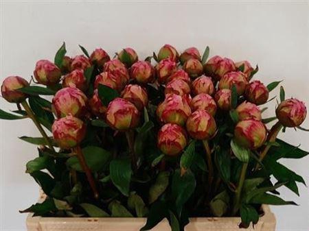 <h4>Paeonia L Kansas 60 Cm</h4>
