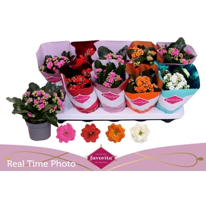 KAL GE PERF GEM 4 KL