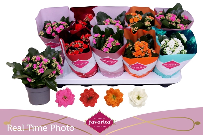 <h4>KAL GE PERF GEM 4 KL</h4>