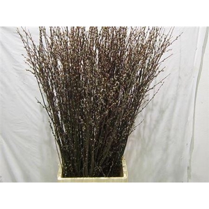 Salix Wilgenkatjes