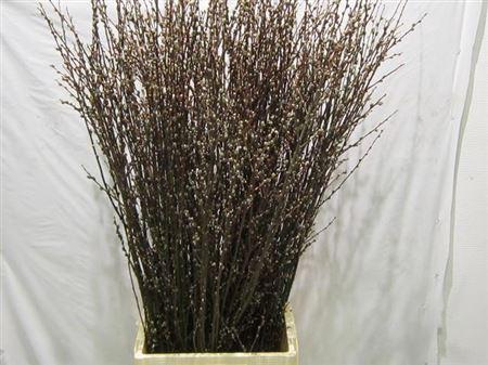 <h4>Salix Wilgenkatjes</h4>