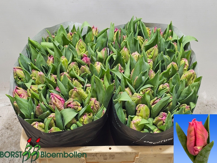 <h4>TU PA MARVEL PARROT</h4>