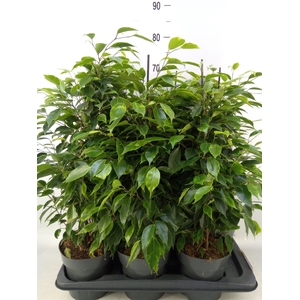 Ficus benja. 'Anastasia'