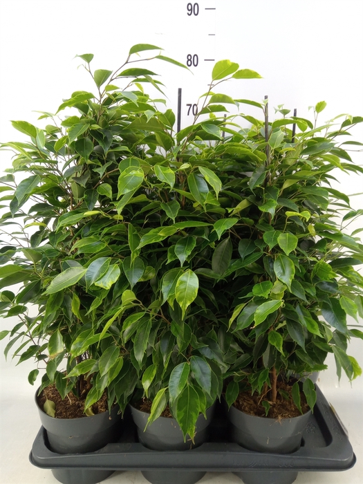 <h4>Ficus benja. 'Anastasia'</h4>