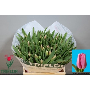 TU EN PIN INNOVATION