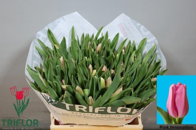 <h4>TU EN PIN INNOVATION</h4>