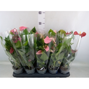 Anthurium   ...mix