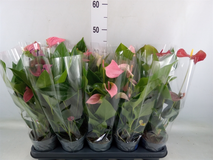 <h4>Anthurium   ...mix</h4>