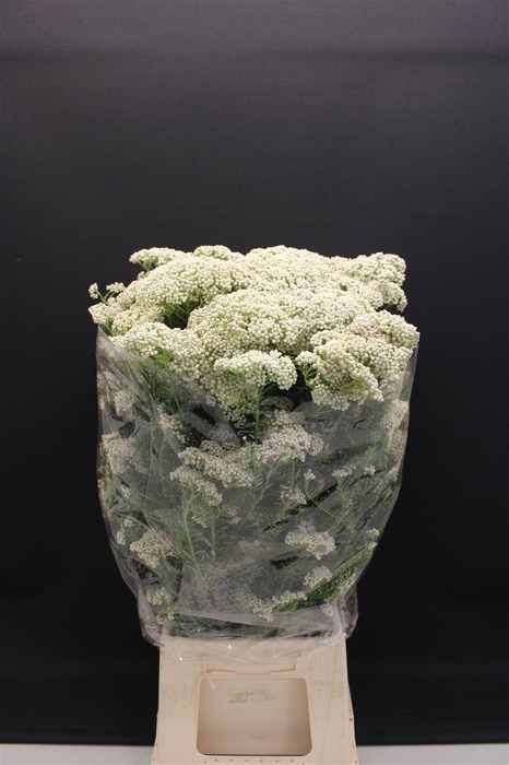 <h4>Ozo Rice Flower Wit</h4>