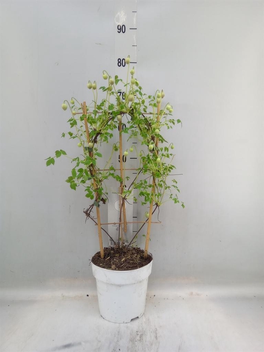 <h4>Clematis montana</h4>