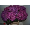 Hydrangea saint tropez