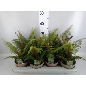 Cyathea tomentosissima