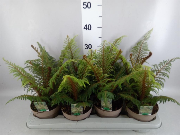 <h4>Cyathea tomentosissima</h4>