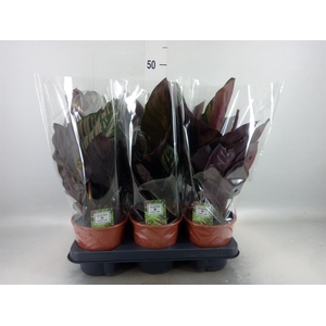 Calathea sanderiana