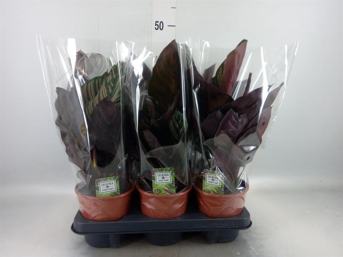 <h4>Calathea sanderiana</h4>