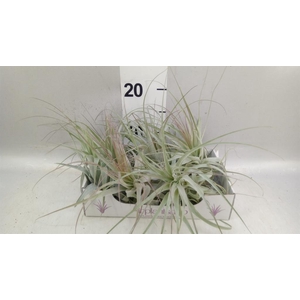 Tillandsia
