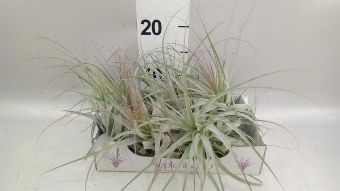<h4>Tillandsia</h4>