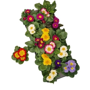 PRIM ACAULIS GEMENGD