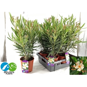 NERI OLEANDER
