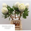 Protea Cyn. Ayoba Arctic Ice