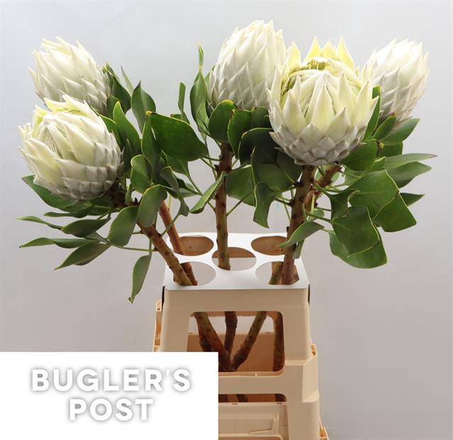 <h4>Protea Cyn. Ayoba Arctic Ice</h4>