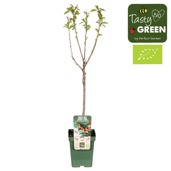 <h4>Prunus avium Bigarreau Napoléon Bio P23</h4>