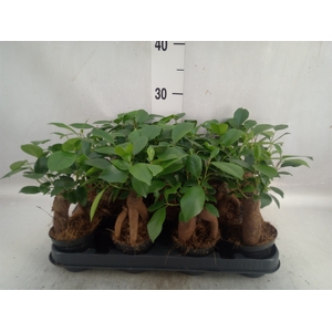 Ficus microcarpa 'Ginseng'