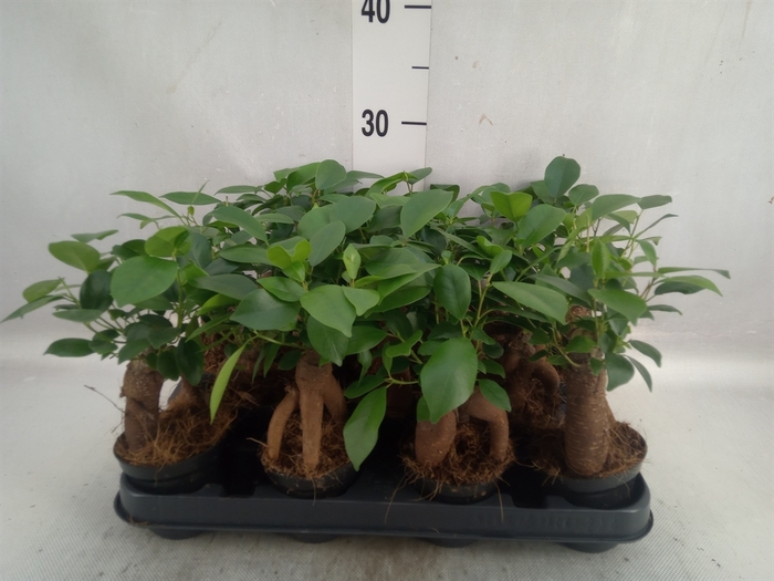 <h4>Ficus microcarpa 'Ginseng'</h4>