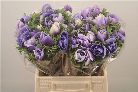 <h4>Anem Mistral Azzuro Blue Super</h4>