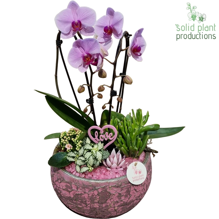 <h4>Arr.  Phalaenopsis H%</h4>