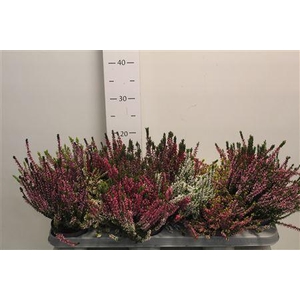 Callu Gem 6 Kl