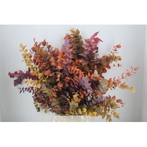 Pres Euca Stuartiana Herfst Super P Bunch