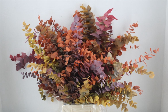 <h4>Pres Euca Stuartiana Herfst Super P Bunch</h4>