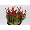 BQ Tulp Salix Red