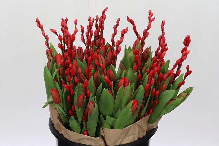 BQ Tulp Salix Red