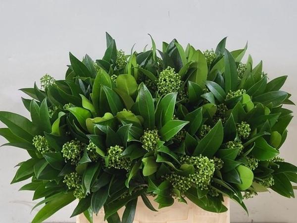 <h4>SKIM C KEW GREEN BOS</h4>