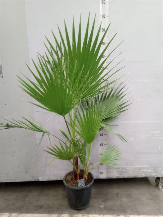 Washingtonia filifera