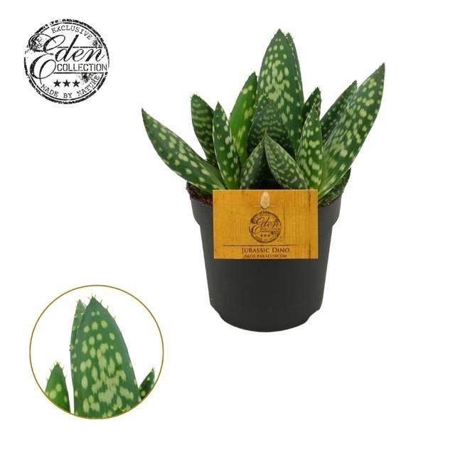 <h4>ALOE ESCULENTA</h4>