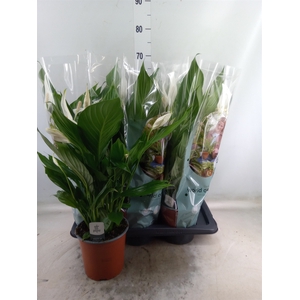 Spathiphyllum  'Bingo Cupido'