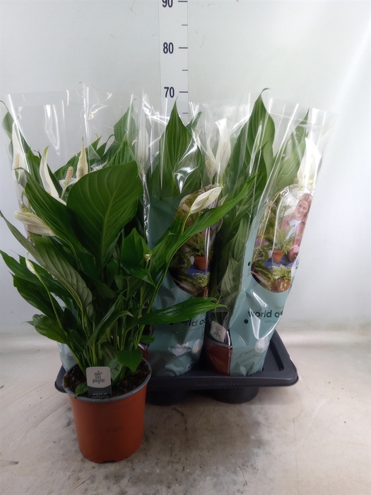 <h4>Spathiphyllum  'Bingo Cupido'</h4>