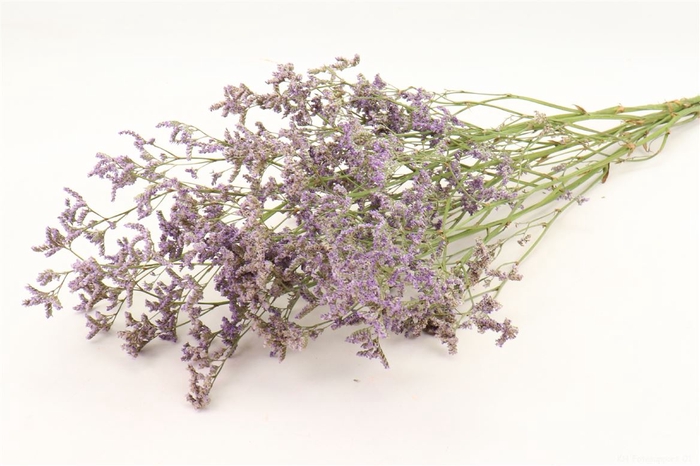 <h4>Bunch Limonium Diamond Slv 50g L60</h4>